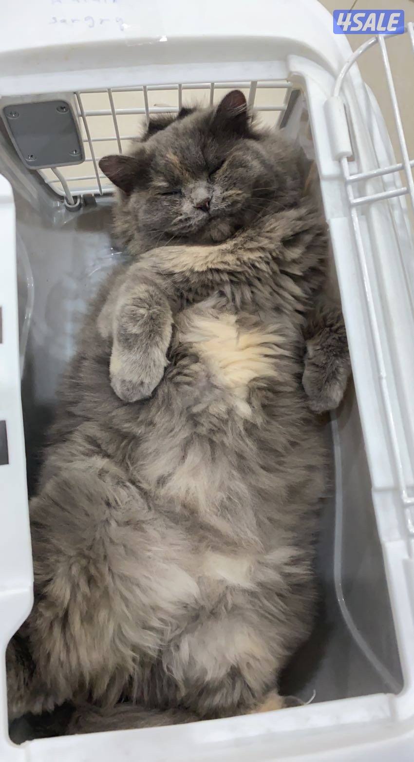 للتبني ( شيرازي- تابي ) اعمارهم من السنه لي ٥ سنين معقمين ومطعمين2