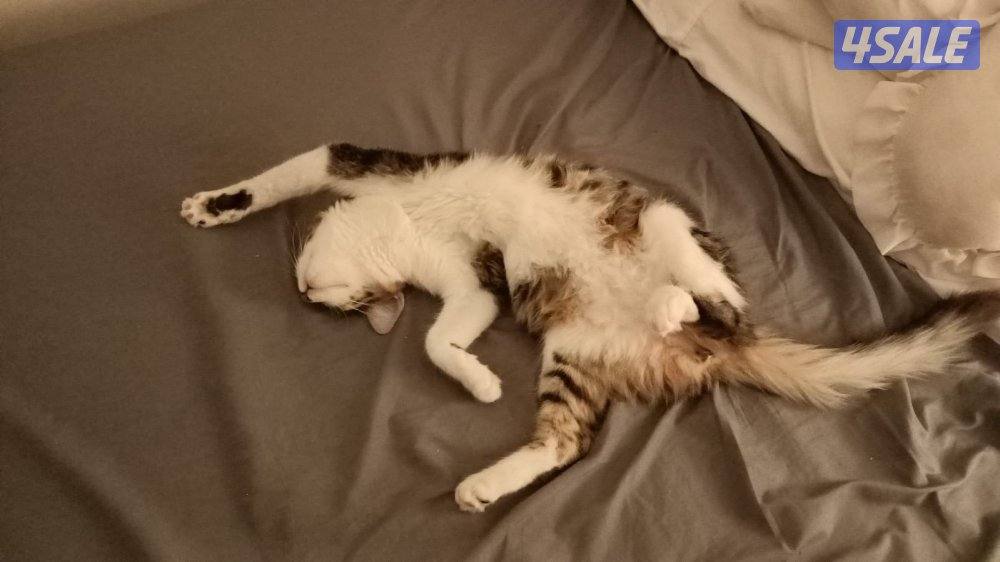 للتبني ( شيرازي- تابي ) اعمارهم من السنه لي ٥ سنين معقمين ومطعمين3