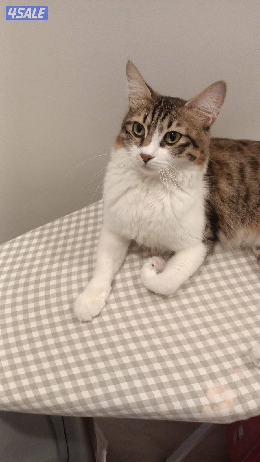 للتبني ( شيرازي- تابي ) اعمارهم من السنه لي ٥ سنين معقمين ومطعمين4