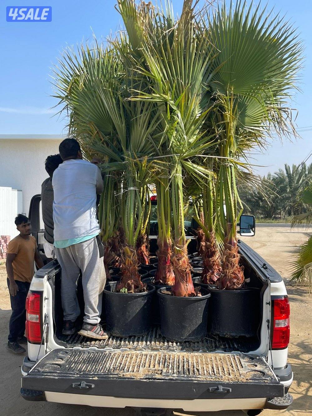 تنسيق حدائق13