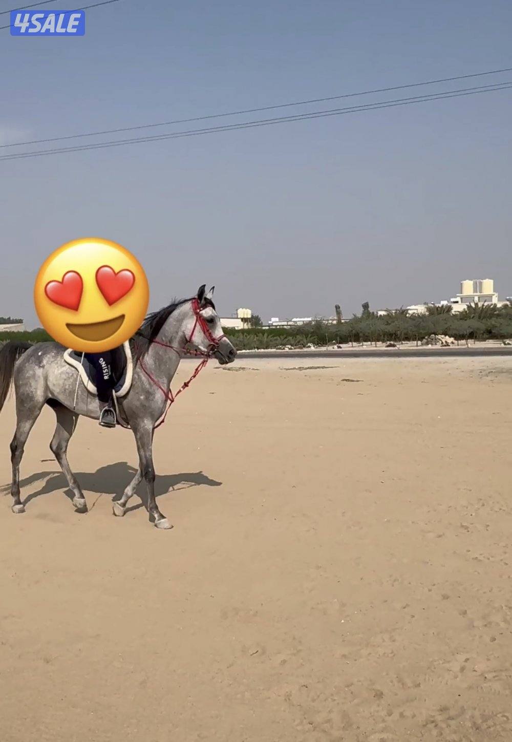 فرس بولش مواليد 2023 شهر 31