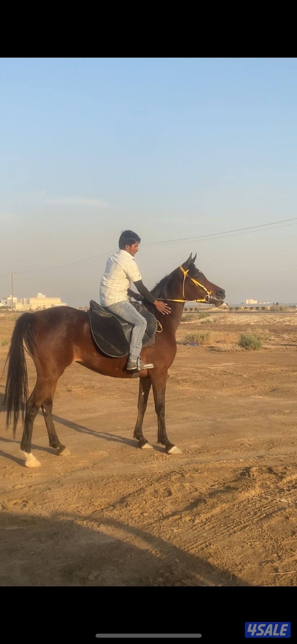 للبيع فرس واهو مصرية0