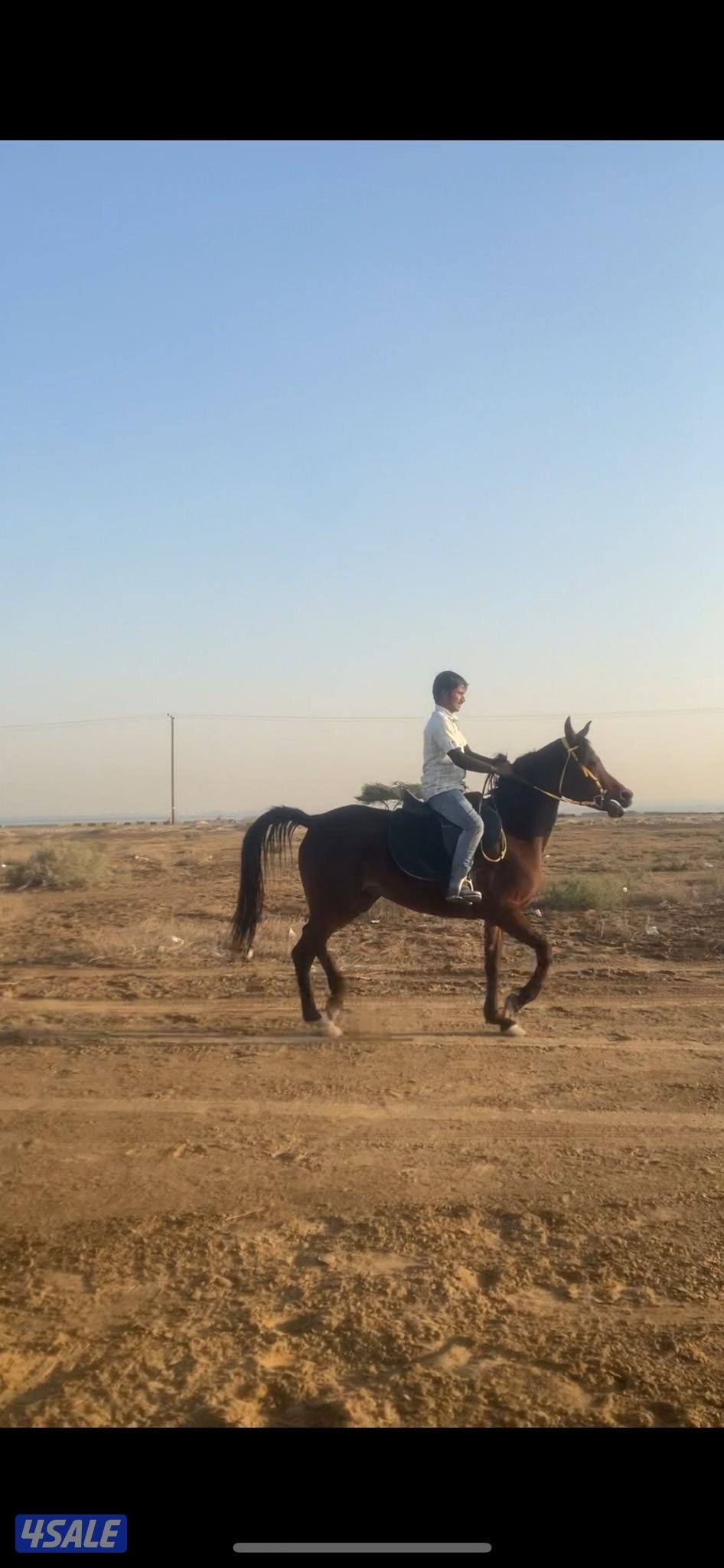 للبيع فرس واهو مصرية1