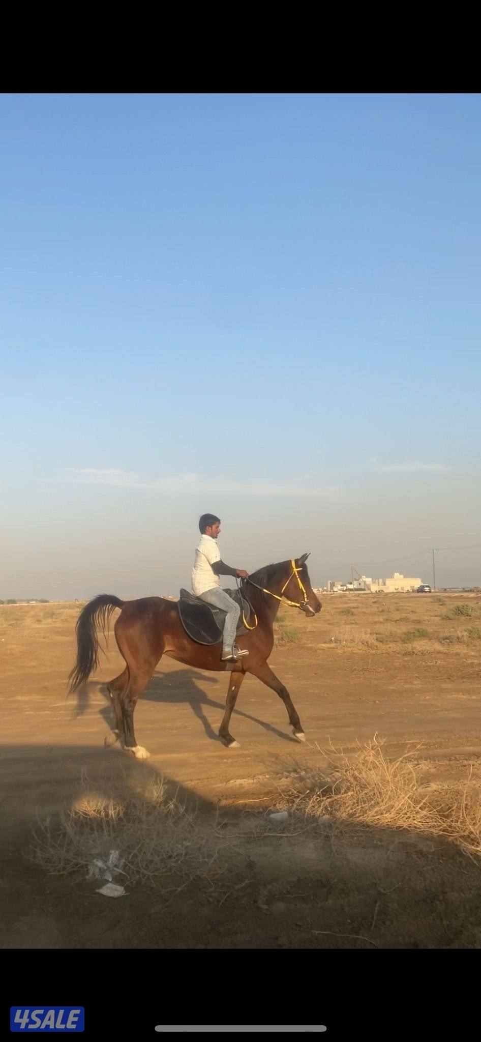 للبيع فرس واهو مصرية2