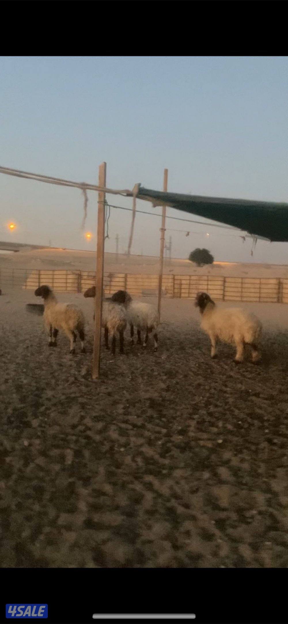 للبيع غنم0