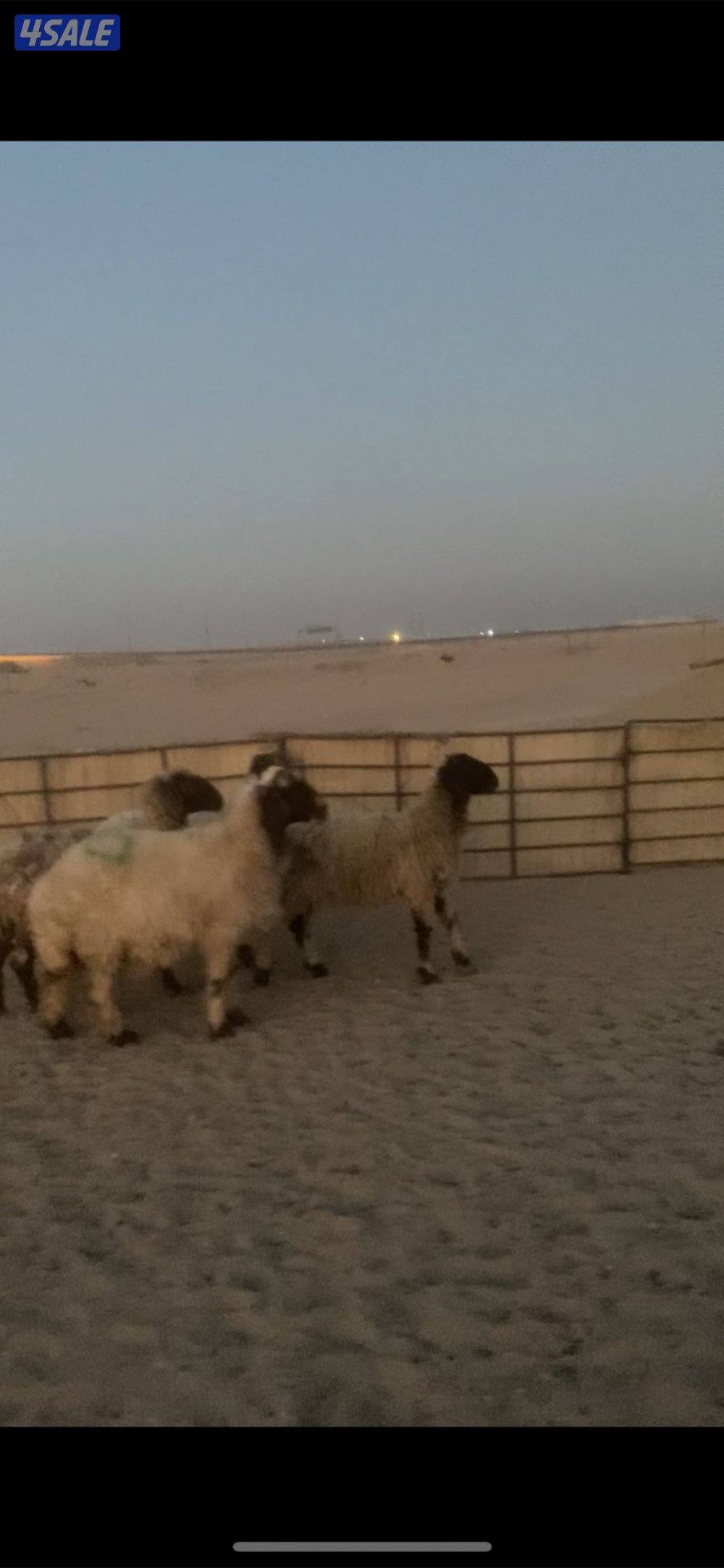 للبيع غنم1