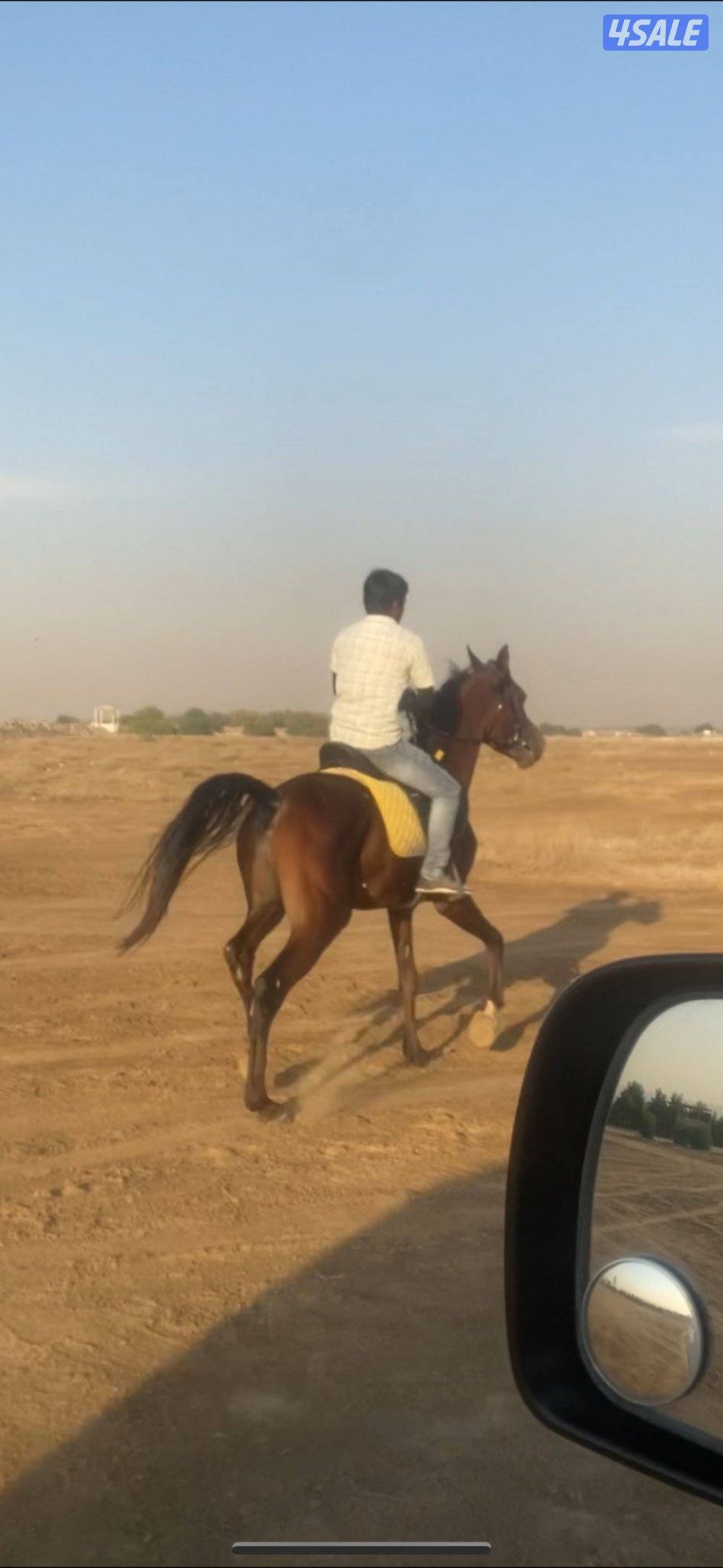 للبيع احصان السعر ٢٢٠ دينار0