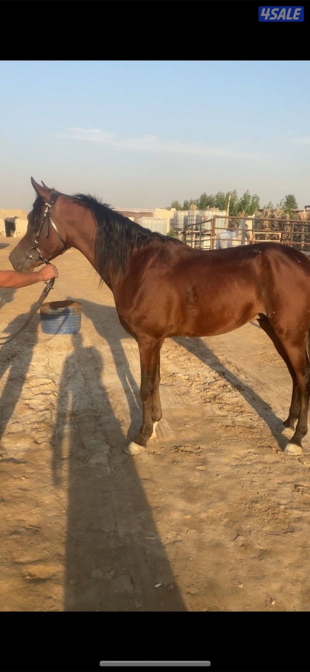 للبيع احصان السعر ٢٢٠ دينار1