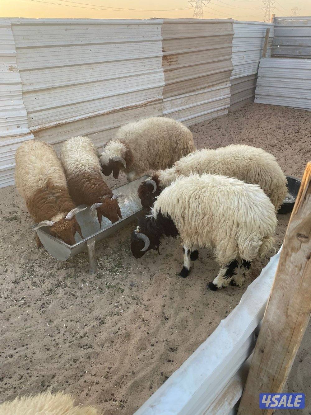 للبيع طليان تمايم وطليان أعمارهم من 4 شهور الي ٥ نعيم وطليان طيبة0