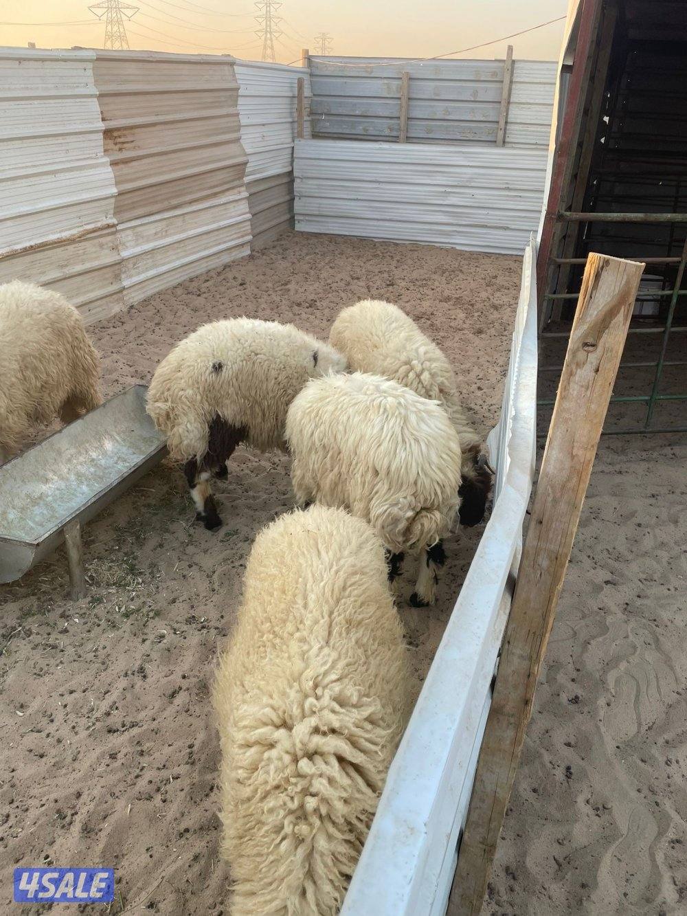 للبيع طليان تمايم وطليان أعمارهم من 4 شهور الي ٥ نعيم وطليان طيبة1