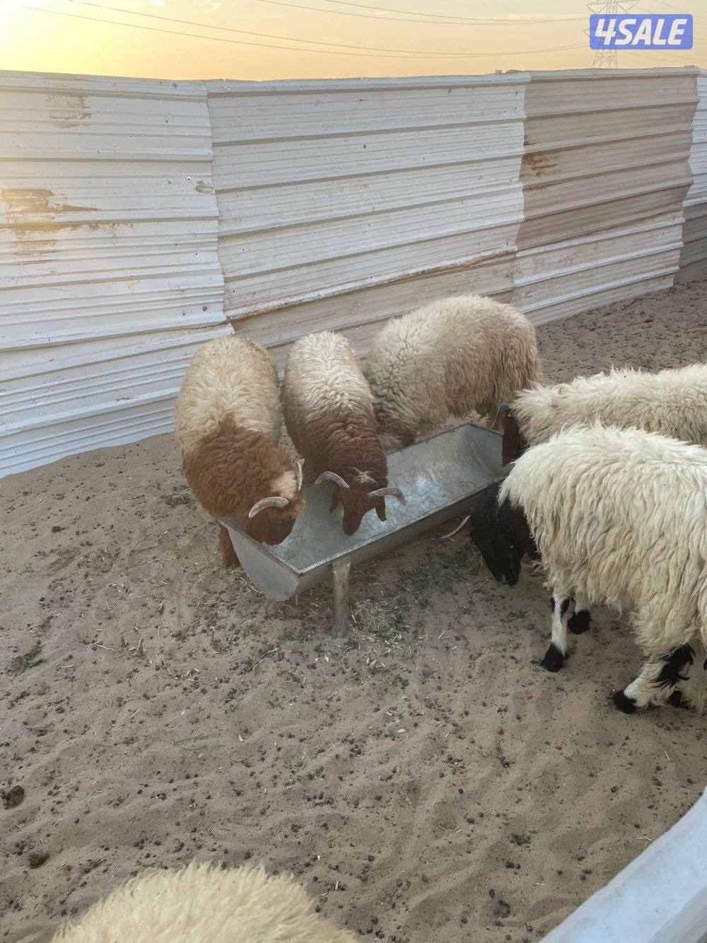 للبيع طليان تمايم وطليان أعمارهم من 4 شهور الي ٥ نعيم وطليان طيبة2