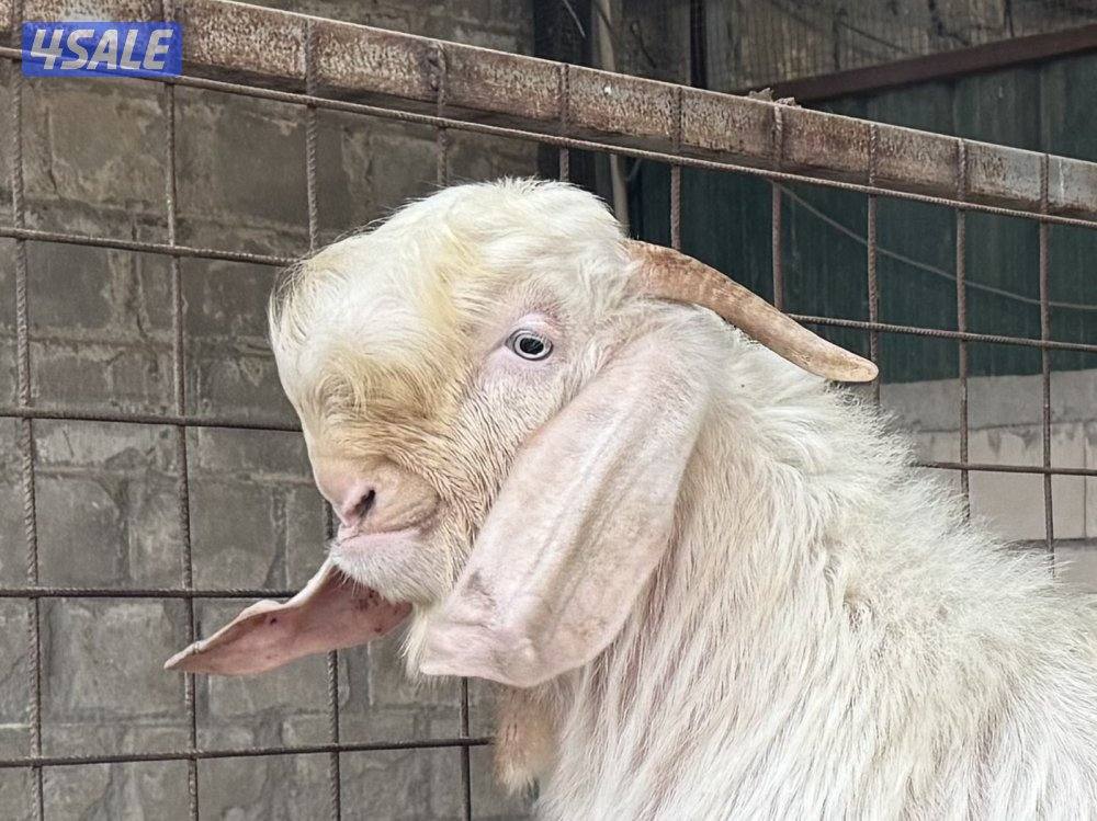 للبيع جذعان شامية بيض مرسوسه0