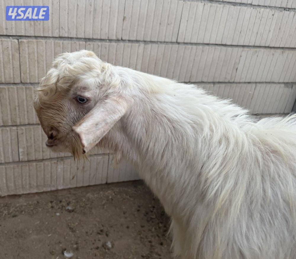 للبيع جذعان شامية بيض مرسوسه1