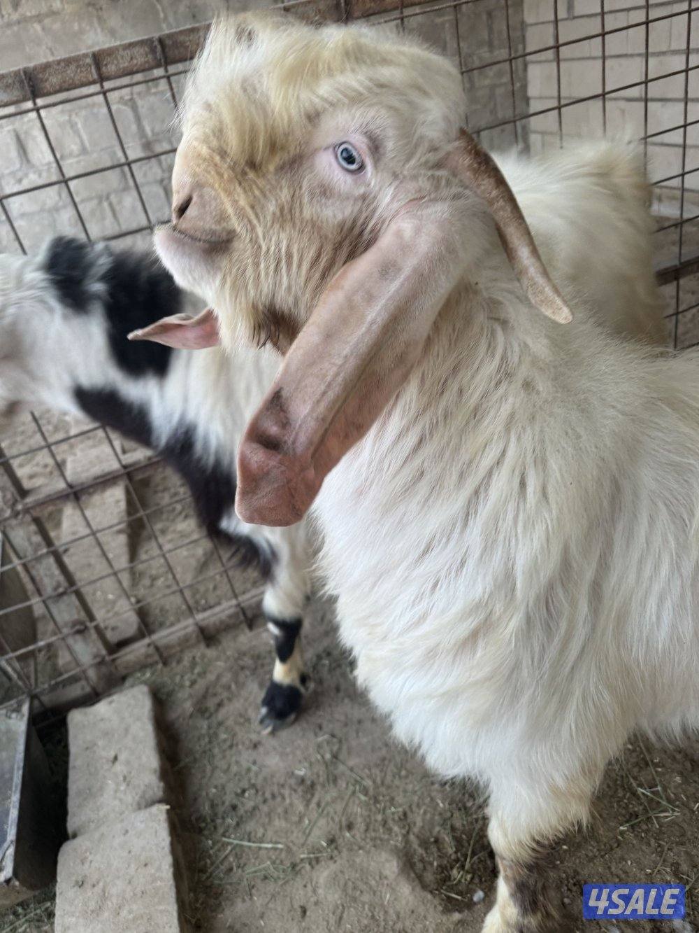 للبيع جذعان شامية بيض مرسوسه2