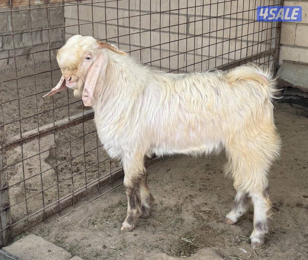 للبيع جذعان شامية بيض مرسوسه3