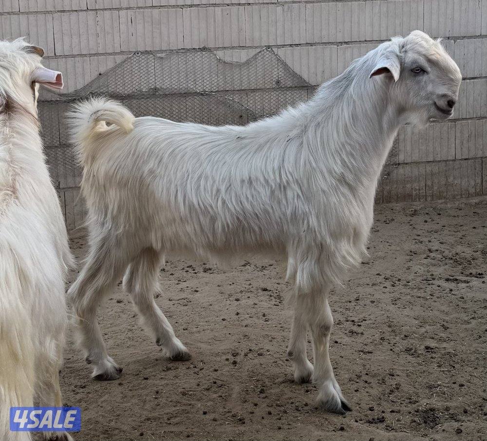 للبيع جذعان شامية بيض مرسوسه5