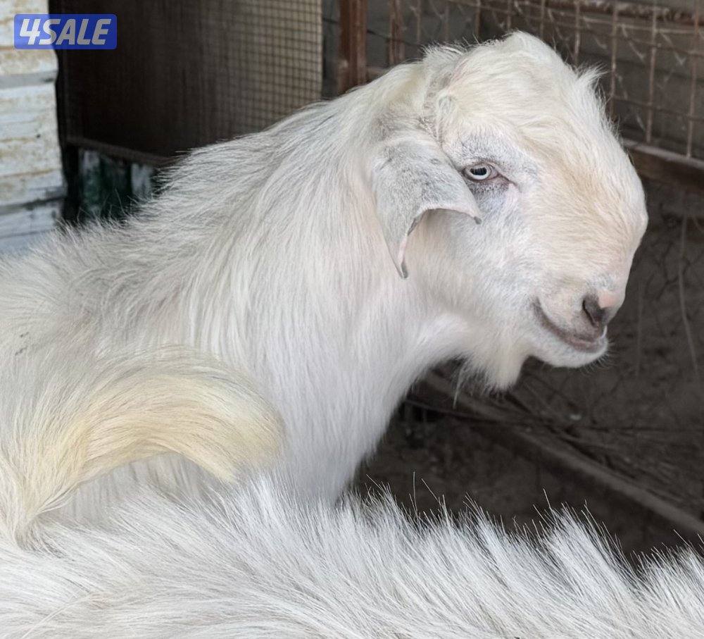 للبيع جذعان شامية بيض مرسوسه6