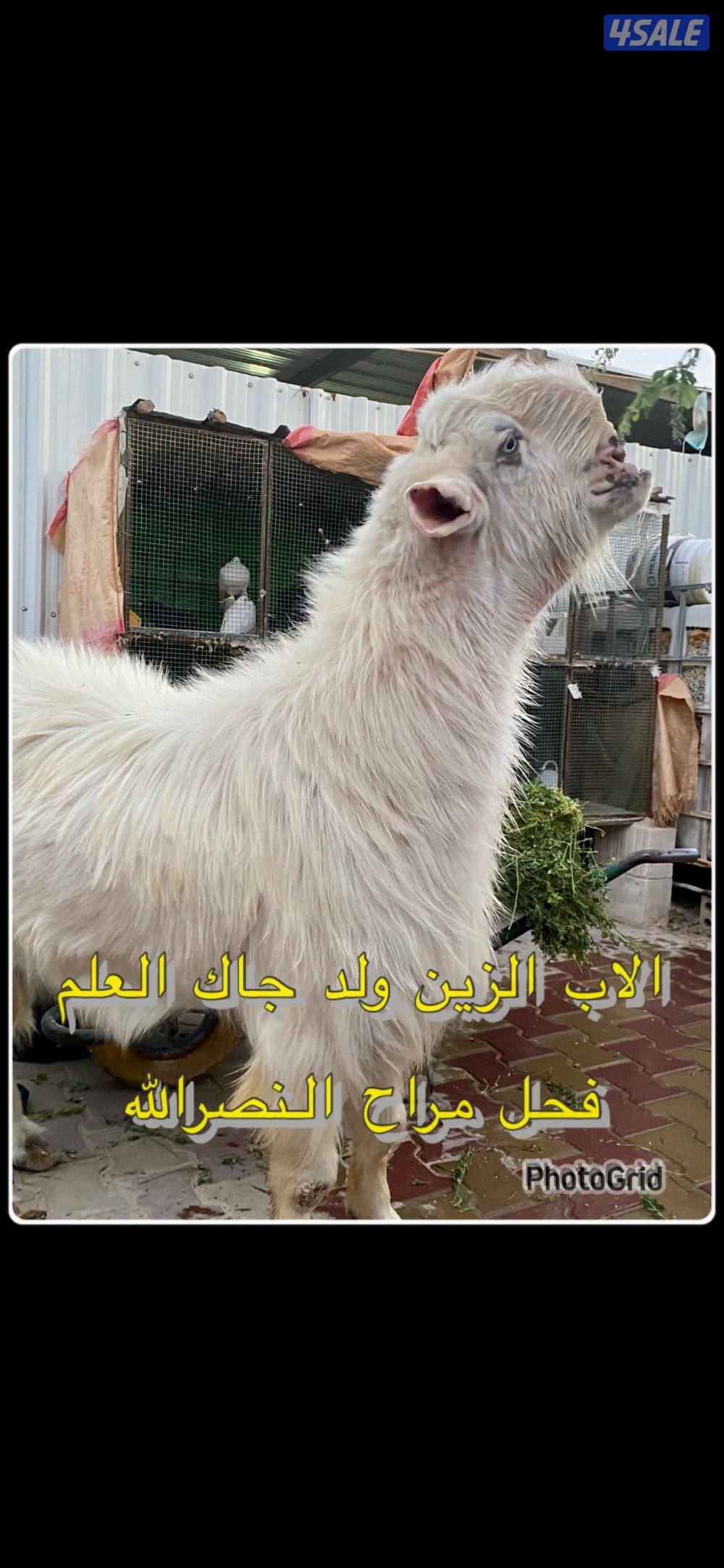 للبيع جذعان شامية بيض مرسوسه7