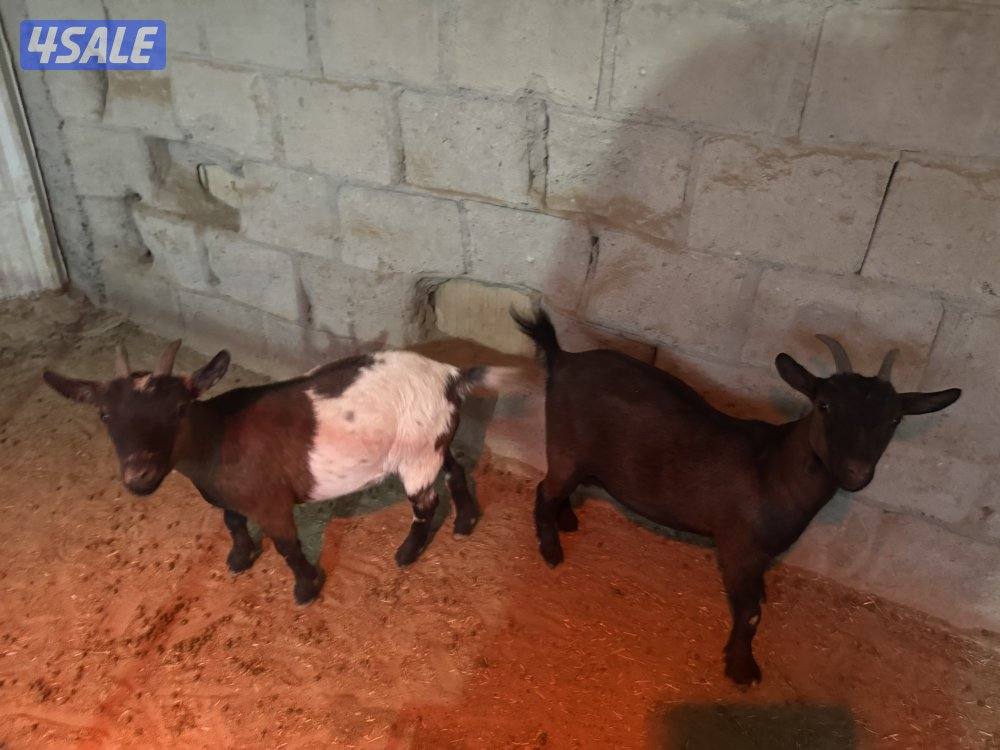 للبيع مجموعة چيكيات جمله و مفرد0