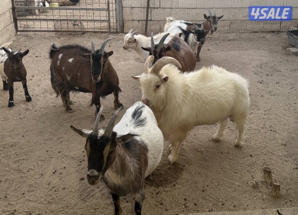 للبيع مجموعة چيكيات جمله و مفرد1