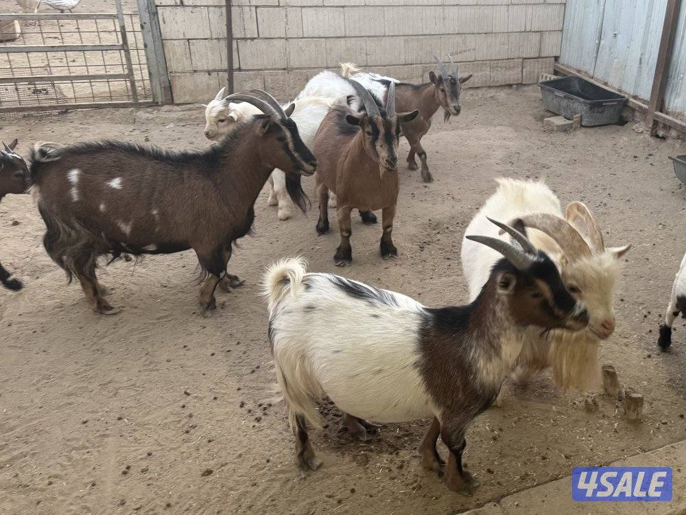 للبيع مجموعة چيكيات جمله و مفرد2