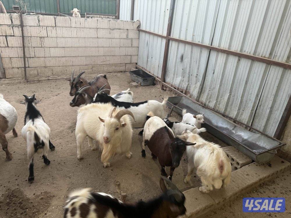 للبيع مجموعة چيكيات جمله و مفرد3