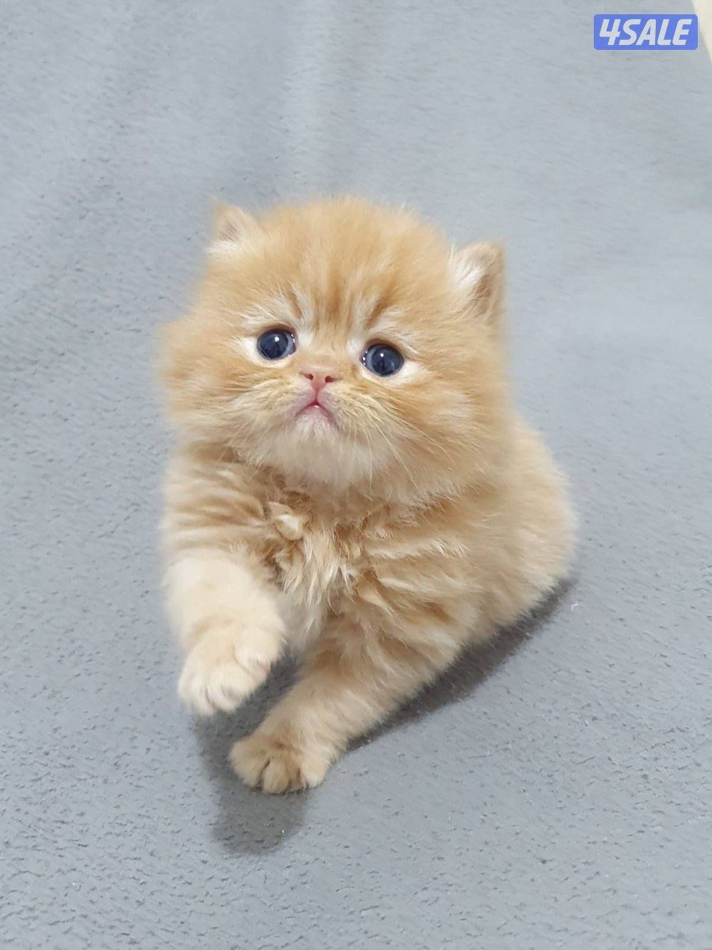 كيتن هولندي مون فيس   بيور  مميز 💙1