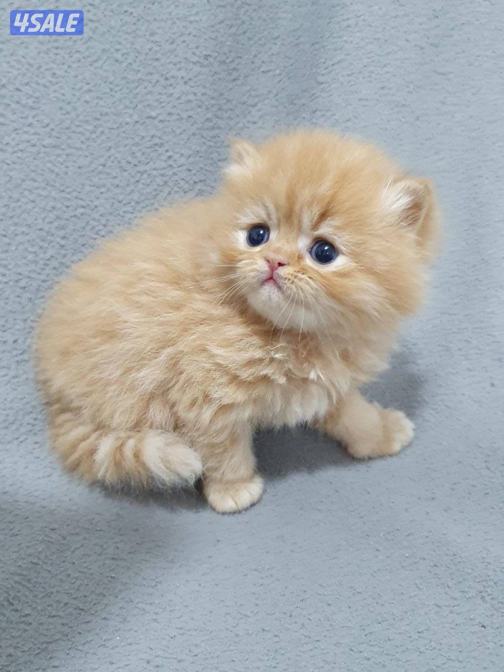 كيتن هولندي مون فيس   بيور  مميز 💙0