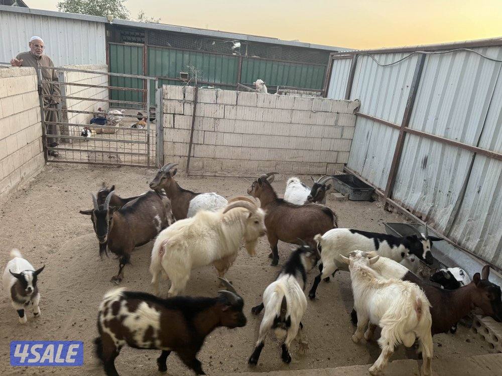 للبيع مجموعة چيكيات جمله و مفرد4