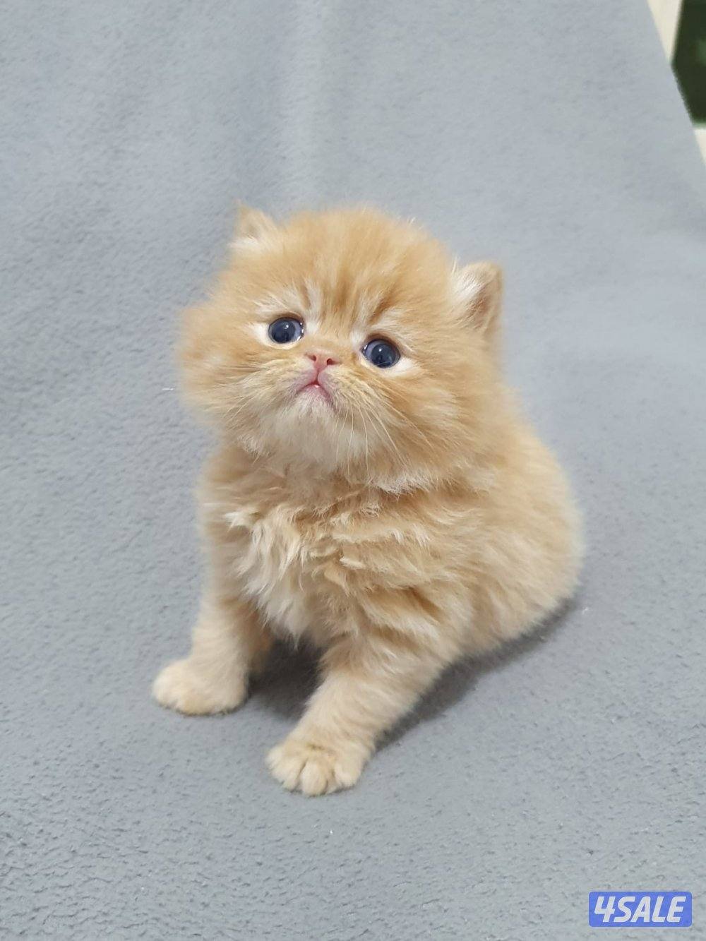 كيتن هولندي مون فيس   بيور  مميز 💙2