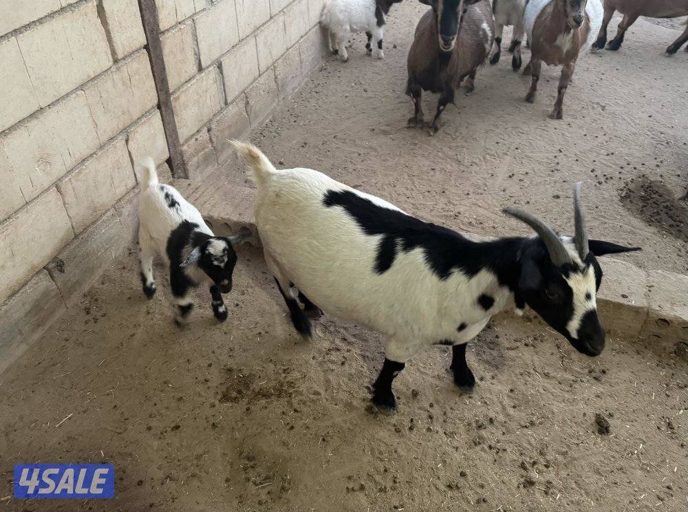 للبيع مجموعة چيكيات جمله و مفرد6