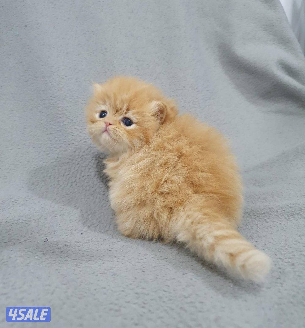 كيتن هولندي مون فيس   بيور  مميز 💙3