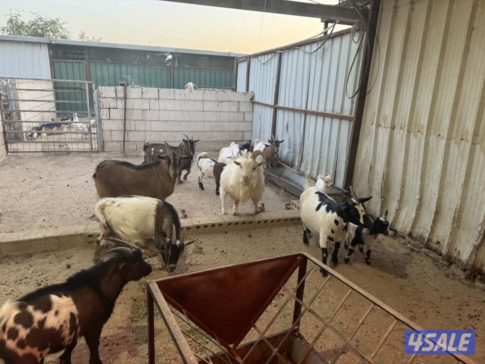 للبيع مجموعة چيكيات جمله و مفرد7