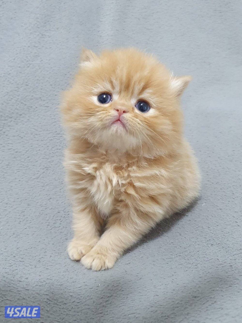 كيتن هولندي مون فيس   بيور  مميز 💙4