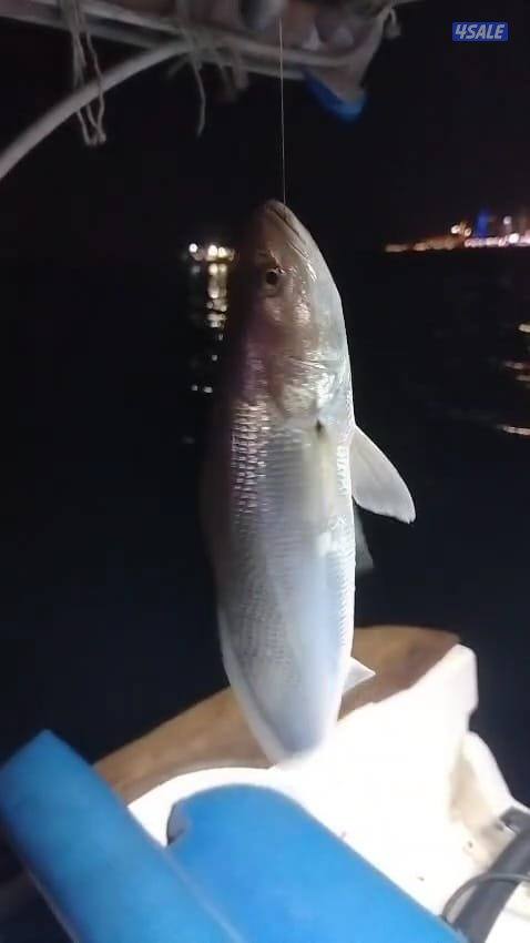 ايجار قوارب حداق تاجير طراد رحلات بحرية14