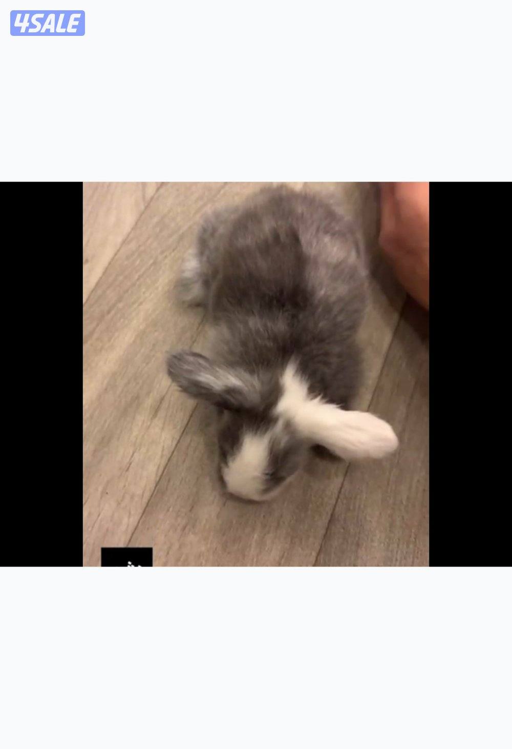 rabbit for sale0