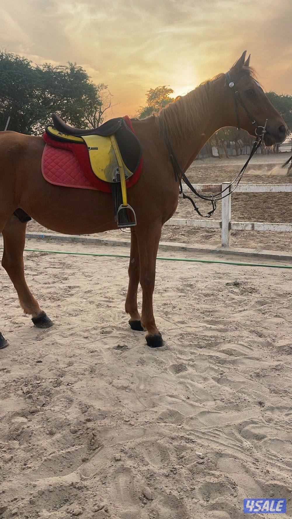 حصان انجليزي0