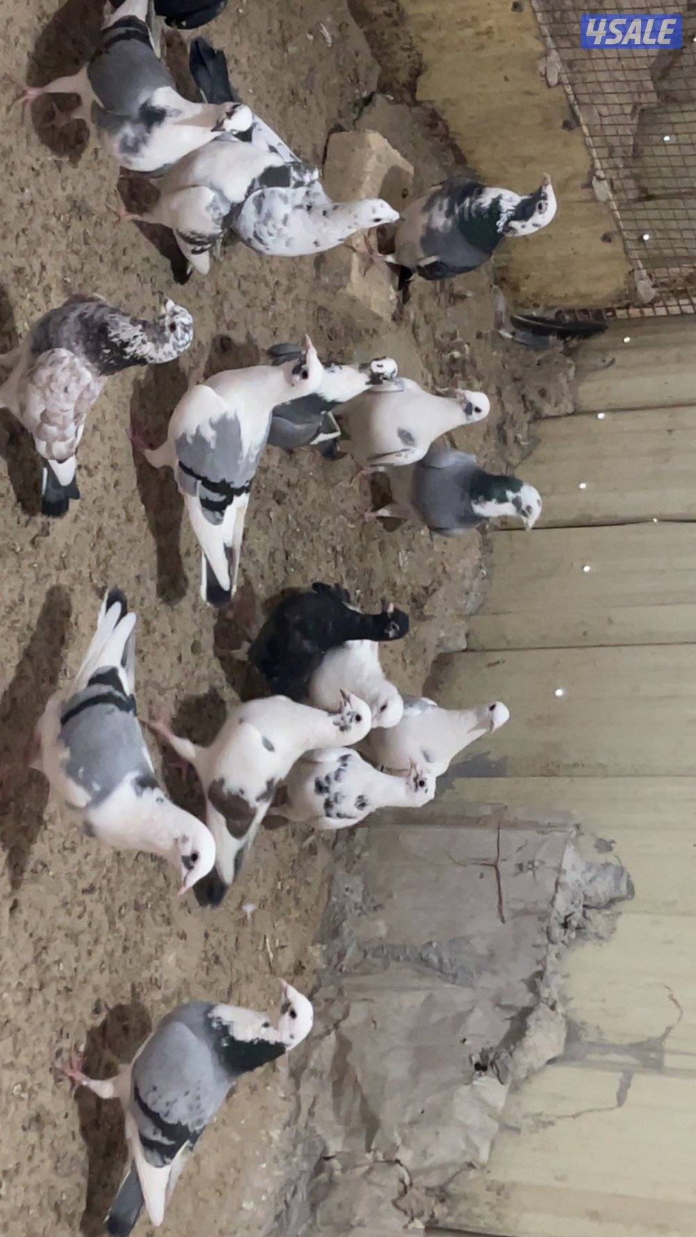 حمام قنادي وكريميات للبيع1