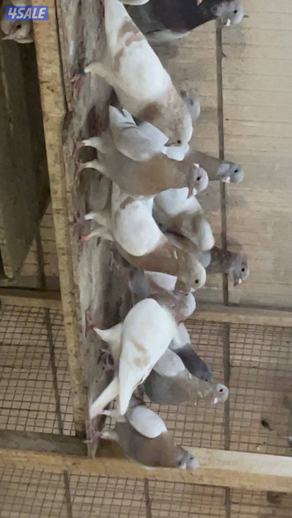 حمام قنادي وكريميات للبيع2