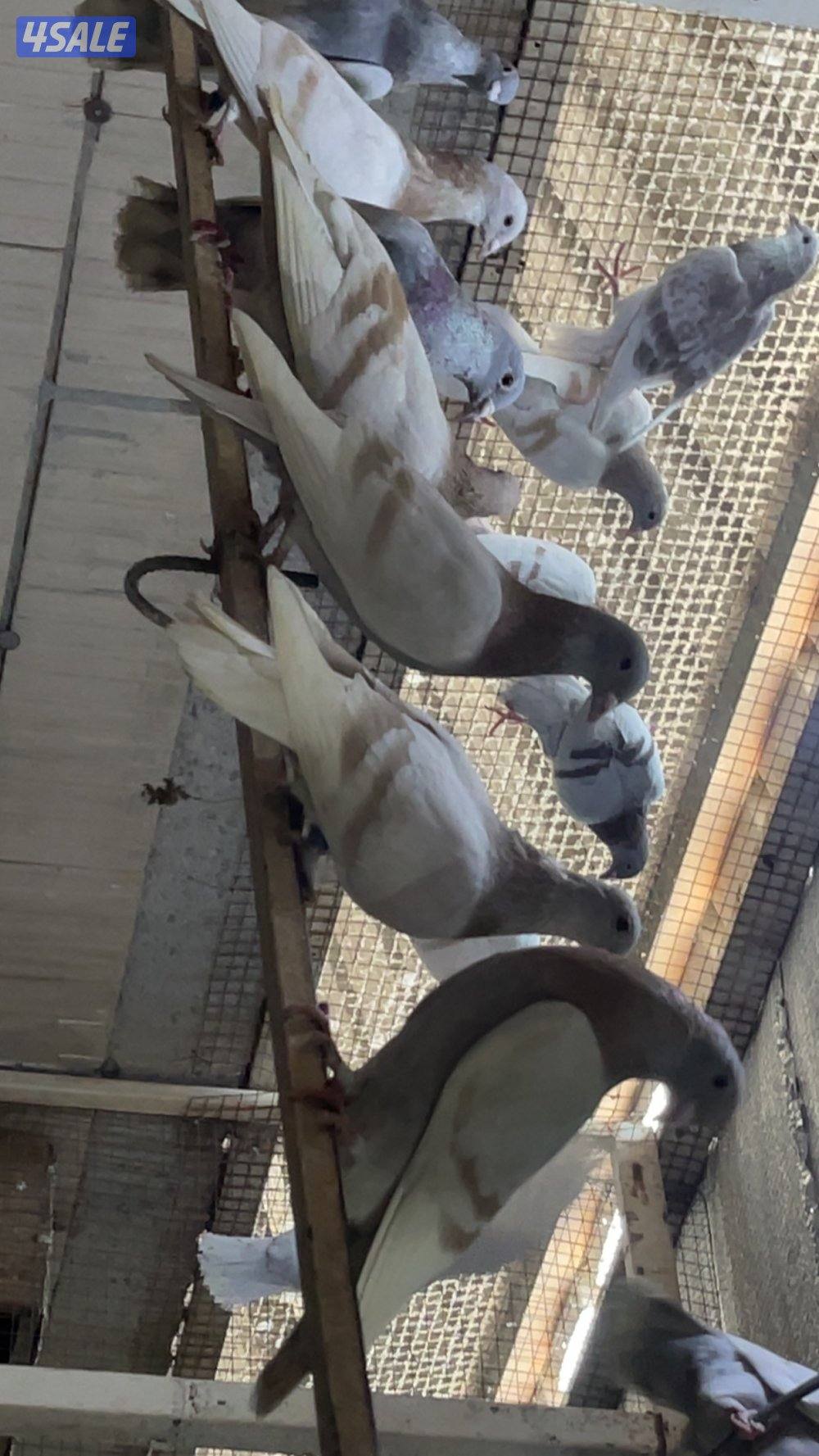 حمام قنادي وكريميات للبيع3