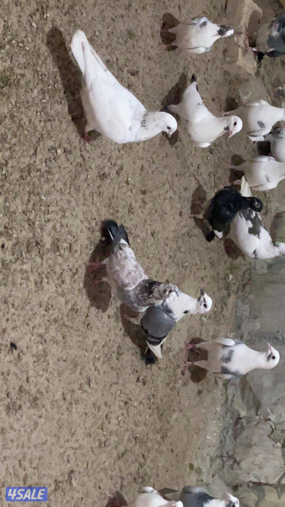 حمام قنادي وكريميات للبيع4