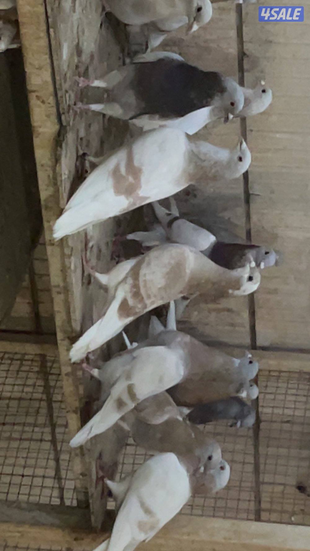 حمام قنادي وكريميات للبيع5