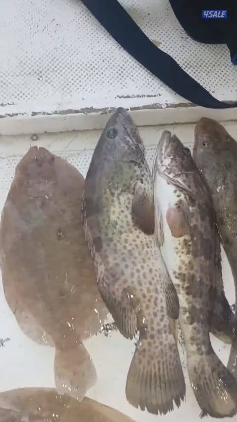 تاجير قوارب صيد حداق ايجار طراد رحلات بحرية5