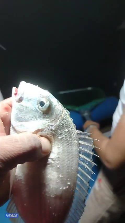 تاجير قوارب صيد حداق ايجار طراد رحلات بحرية8