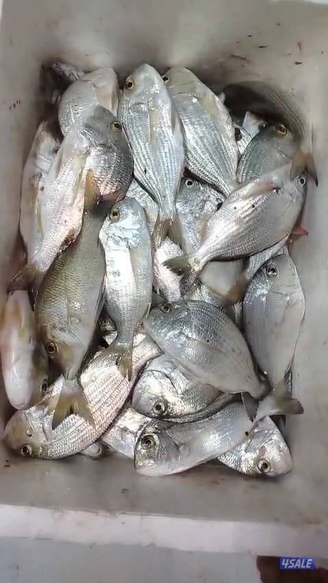 تاجير قوارب صيد حداق ايجار طراد رحلات بحرية13