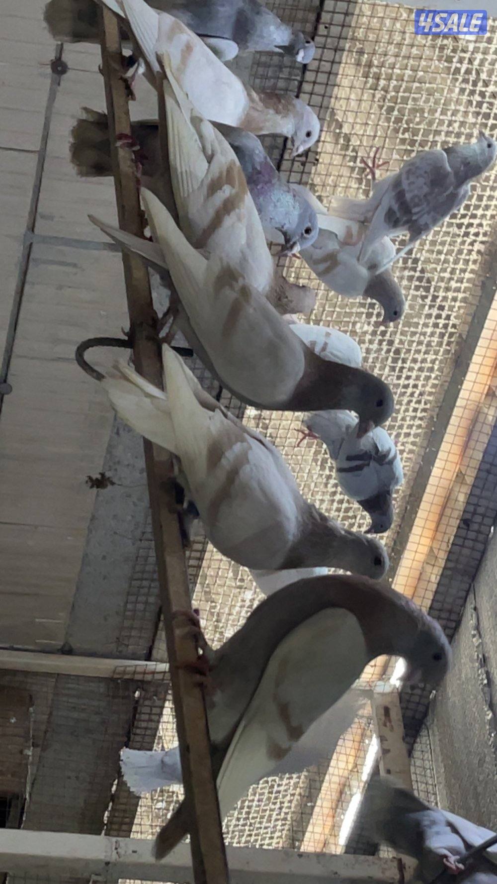 حمام قنادي وكريميات للبيع7