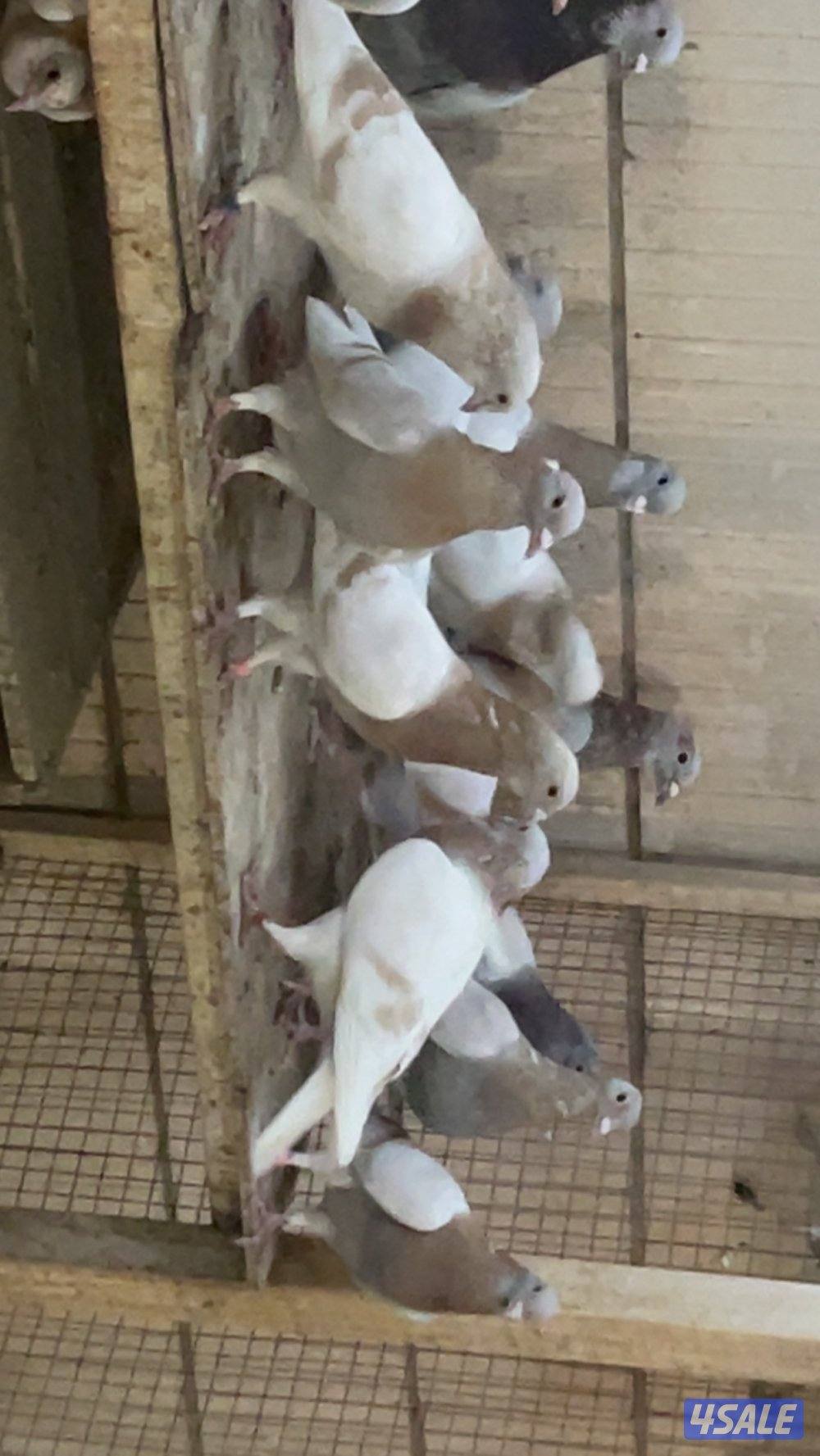 حمام قنادي وكريميات للبيع8