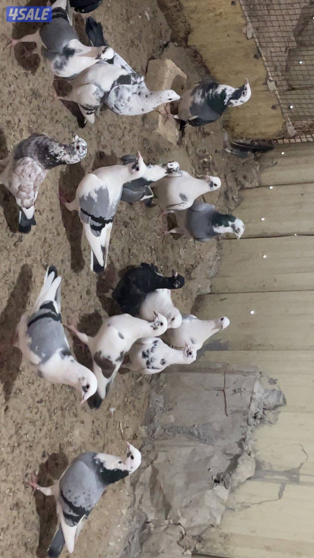 حمام قنادي وكريميات للبيع9