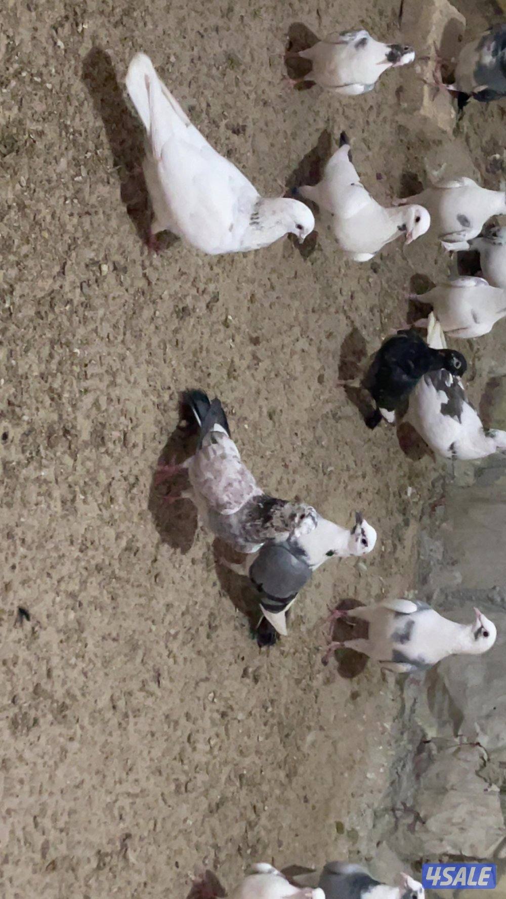 حمام قنادي وكريميات للبيع10