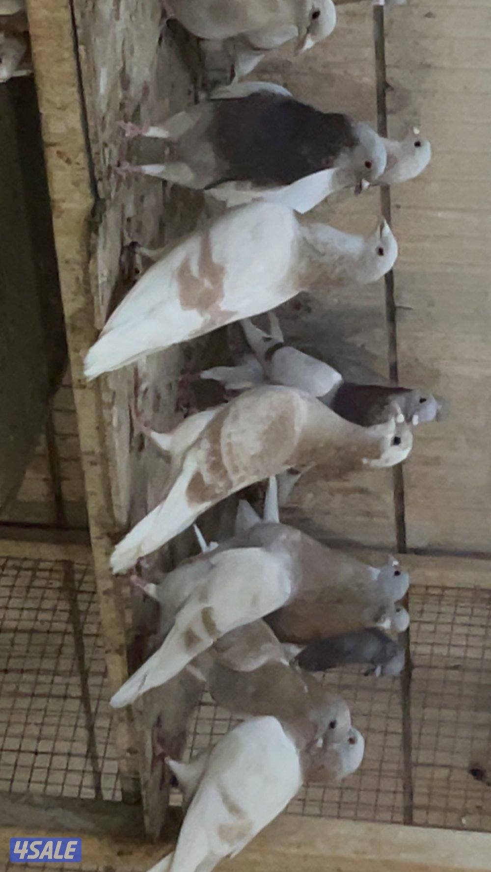 حمام قنادي وكريميات للبيع11